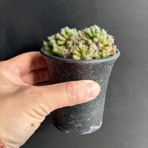 多肉植物:トリコディアデマ 紫晃星*幅6cmの詳細画像4
