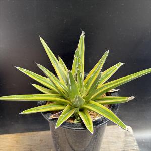多肉植物：アガベ ホリダ錦*幅33cm 現品！一品限り : 遊恵盆栽