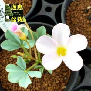 多肉植物：オキザリス フラバ*葉幅12cm