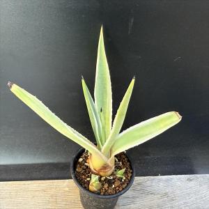 多肉植物：アガベ ピンキー*幅4.5cm 現品！一品限り : 遊恵盆栽