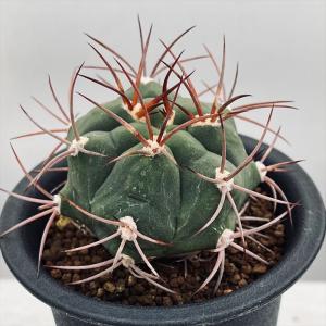 晃山　実生　選抜 サボテン：レウクテンベルギア 晃山 実生*幅6cm : 遊恵盆栽