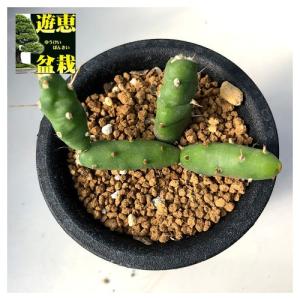 サボテン：レウクテンベルギア 晃山 実生*幅6cm : 遊恵盆栽