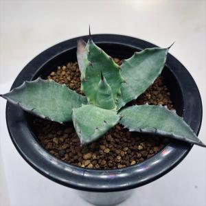 多肉植物：アガベ アメリカーナ錦 那智の輝き*幅18cm : 遊恵盆栽