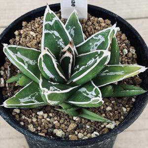 多肉植物：アガベ 吉祥冠錦 スーパークラウン*幅28cm 現品！一品限り