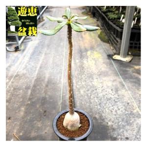 コーデックス:アデニウム ソコトラナム*葉幅10...の商品画像