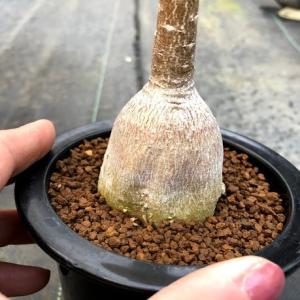 コーデックス:アデニウム ソコトラナム*葉幅1...の詳細画像1