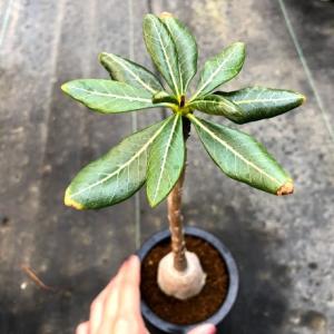 コーデックス:アデニウム ソコトラナム*葉幅1...の詳細画像2