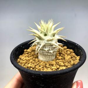 コーデックス：パキポディウム グラキリス 実生*枝幅15cm 現品！一品