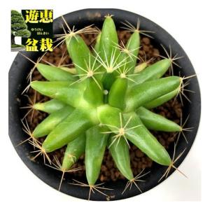 サボテン 金星の商品一覧 通販 Yahoo ショッピング