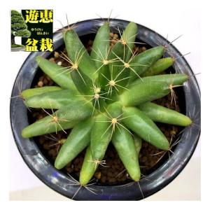 サボテン：ギムノカリキウム 天賜玉*S 幅4.5cm : 遊恵盆栽 Yahoo!店