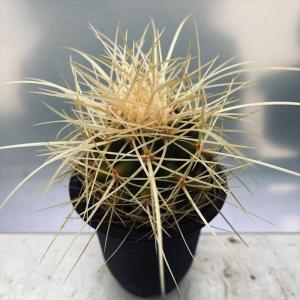 サボテン：フェロカクタス 鯱頭*全幅15cm 現品！一品限り