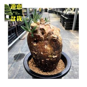 コーデックス:パキポディウム サキュレンタム 天...の商品画像