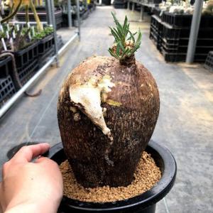 コーデックス:パキポディウム サキュレンタム ...の詳細画像1