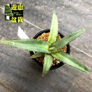 コーデックス：ミラビリス ジャラパ*塊根幅8cm 現品！一品限り