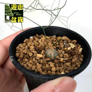 球根植物：シゾバシス　イントリカータ*球根幅1cm｜y-bonsai