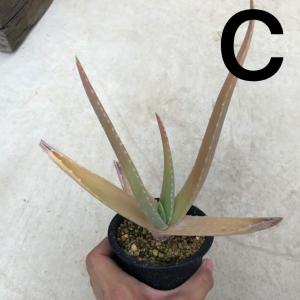 アロエ 種類 サボテン 多肉植物 の商品一覧 花 ガーデニング 通販 Yahoo ショッピング