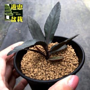 【入手困難！！】レア品　ボスウェリア　ソコトラナ ボスウェリア・ソコトラナ」は、珍しいのに意外と育てやすいんです