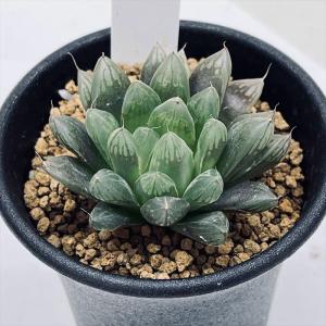 多肉植物：ハオルチア ピグマエア ミュータント*S 幅6cm