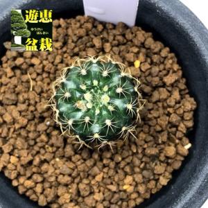 サボテン：ギムノカリキウム 守金魔天竜 ツギ*幅5cm 現品！一品限り