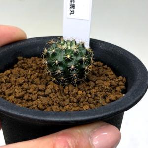 サボテン:フライレア 紫雲丸*幅2cmの詳細画像1