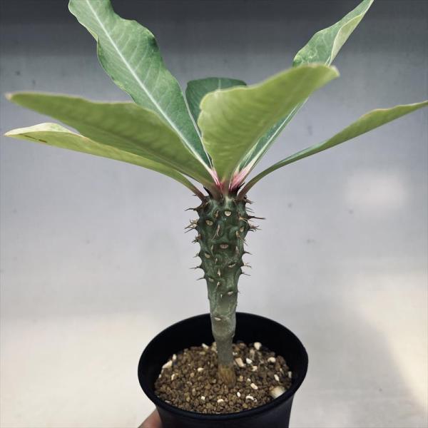 多肉植物：ユーフォルビア　ビグエリー　噴火竜*M　葉幅16cm