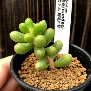 多肉植物　ハオルチア　トルンカーター 多肉植物 ハオルチア トルンカーター E - メルカリ