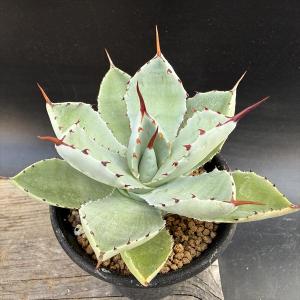 多肉植物：アガベ チタノタ錦 黄覆輪*幅16cm 現品！一品限り : 遊恵