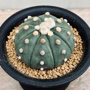 サボテン：フェロカクタス 強刺文鳥丸*幅17cm 現品！一品限り ※側面