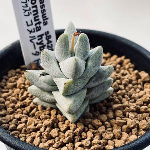 多肉植物：ユーフォルビア アトロビリディス*塊幅5cm : 遊恵盆栽 Yahoo