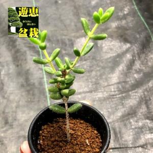 多肉植物：ガステリア 子宝錦*幅7cm : 遊恵盆栽 Yahoo!店 - 通販
