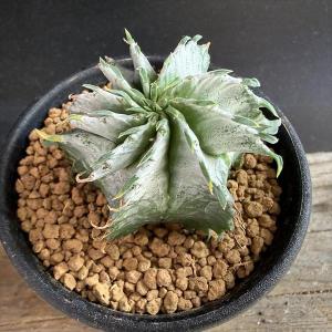 多肉植物：ユーフォルビア 鉄甲丸 実生*S 塊根幅3cm ☆赤松実生