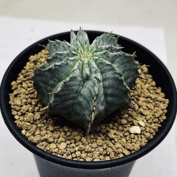 多肉植物：ユーフォルビア　ホリダ*M 幅5ｃｍ