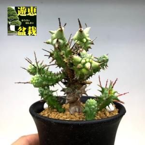 多肉植物:ユーフォルビア アトロビリディス*塊幅5cm : 遊恵盆栽 多肉植物:ユーフォルビア アトロビリディス*塊幅5cm : 遊恵盆栽