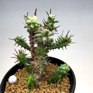 多肉植物:ユーフォルビア ホリダ モンスト*M...の詳細画像2