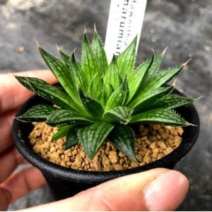 多肉植物:ハオルチア マルミアーナ *幅7cmの詳細画像1