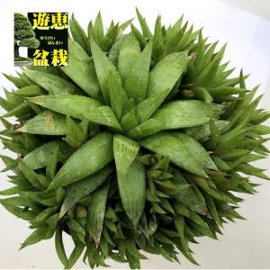 メキシコ亀甲竜　ディオスコレア　マクロスタチア　発根済み コーデックス：メキシコ亀甲竜 ディオスコレア マクロスタチア*塊幅