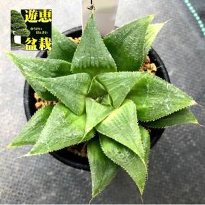 多肉植物　ハオルチア　トルンカーター 多肉植物：ハオルチア 特選トルンカータ*幅3.5cm : 遊恵盆栽 Yahoo
