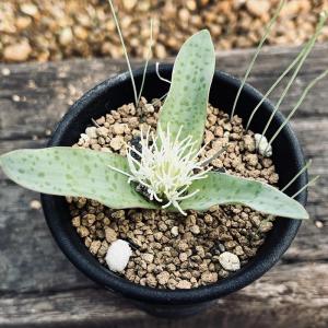 サボテン：ギムノカリキウム 守金魔天竜 ツギ*幅5cm 現品！一品限り