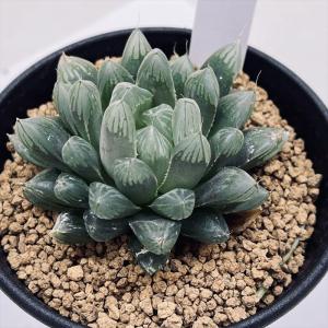 多肉植物：ハオルチア 特選トルンカータ*幅3.5cm : 遊恵盆栽 Yahoo