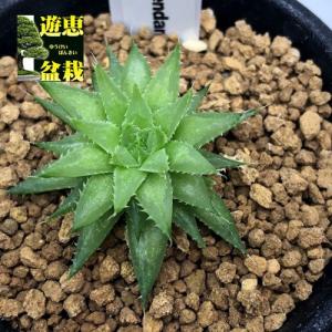 多肉植物：アガベ 甲蟹錦（カブトガニニシキ）*幅15cm 現品！一品
