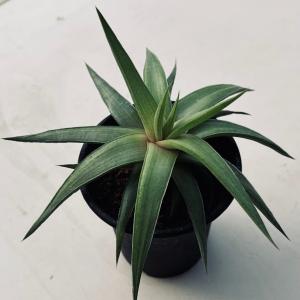 コーデックス：ミラビリス ジャラパ*塊根幅8cm 現品！一品限り