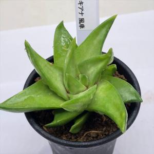 ハオルチア プペスケンス 3点セット ハオルチア プペスケンス 3点セット 楽天市場】多肉植物