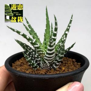 多肉植物：ハオルチア プベスケンス*L 幅7cm : 遊恵盆栽 Yahoo