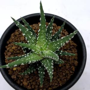 多肉植物:ハオルチア チョベリバ*S 幅5cmの詳細画像1