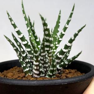 多肉植物:ハオルチア チョベリバ*S 幅5cmの詳細画像2