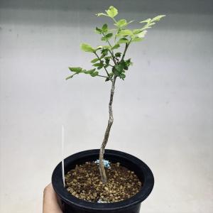 コーデックス：パキポディウム デカリー*塊根幅3.5cm 現品！一品限り