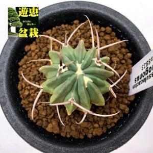 サボテン：イスラヤ*幅5cm 現品 一品限り : 遊恵盆栽 Yahoo!店