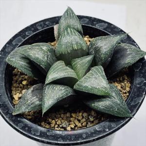 多肉植物：アガベ ウェベリー アリゾナスター*幅27cm : 遊恵盆栽