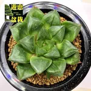 多肉植物 ハオルチア オブツーサ錦の商品一覧 通販 Yahoo ショッピング