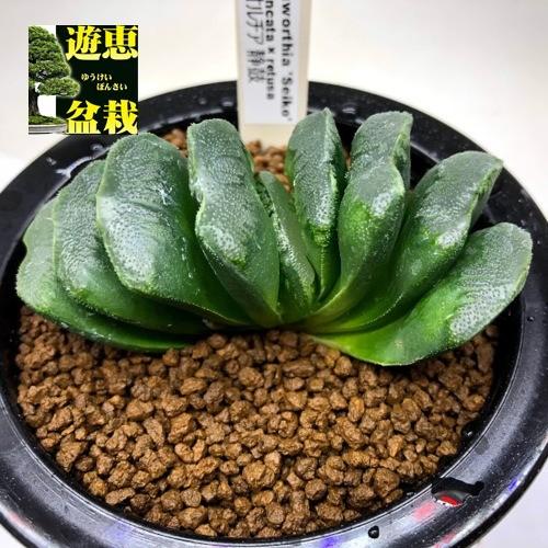 多肉植物：ハオルチア　静鼓（せいこ）*M 幅8ｃｍ